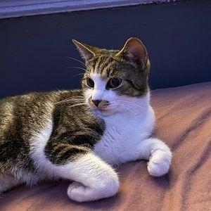 Meet your Posher, Rintarou